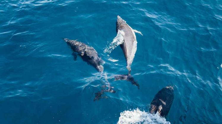 Dolfijnen en zeehonden worden doof door orgie van andere vissen